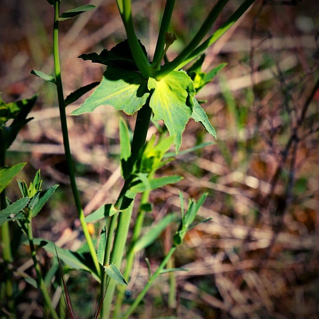 Euphorbe à feuilles en dents de scie - Euphorbia serrata bractées sous l'inflorescence