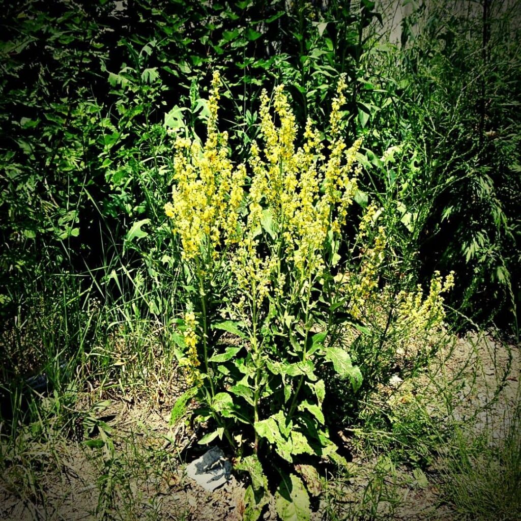 Molène Lychnite Verbascum lychnitis Scrofulariacées