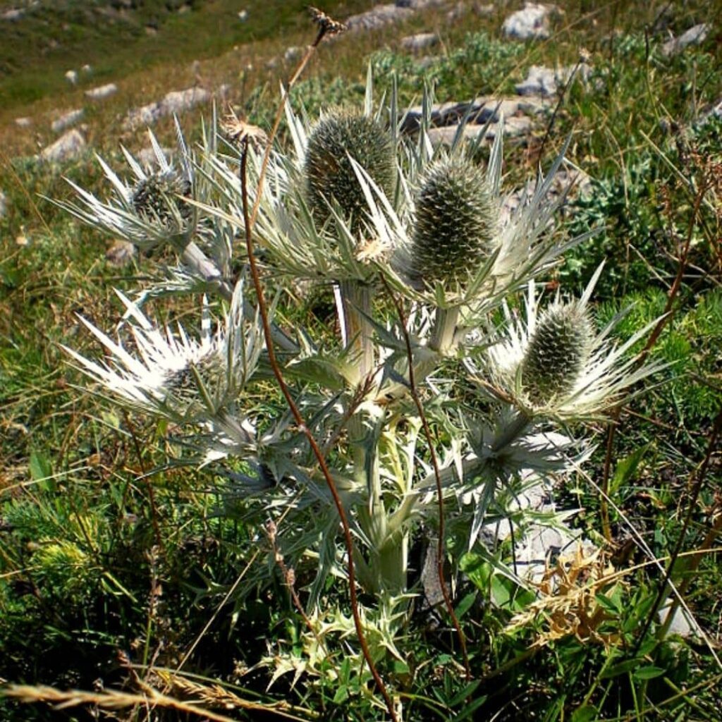 Eryngium spina-alba Chardon Blanc des Alpes confusion avec le Panicaut Champêtre