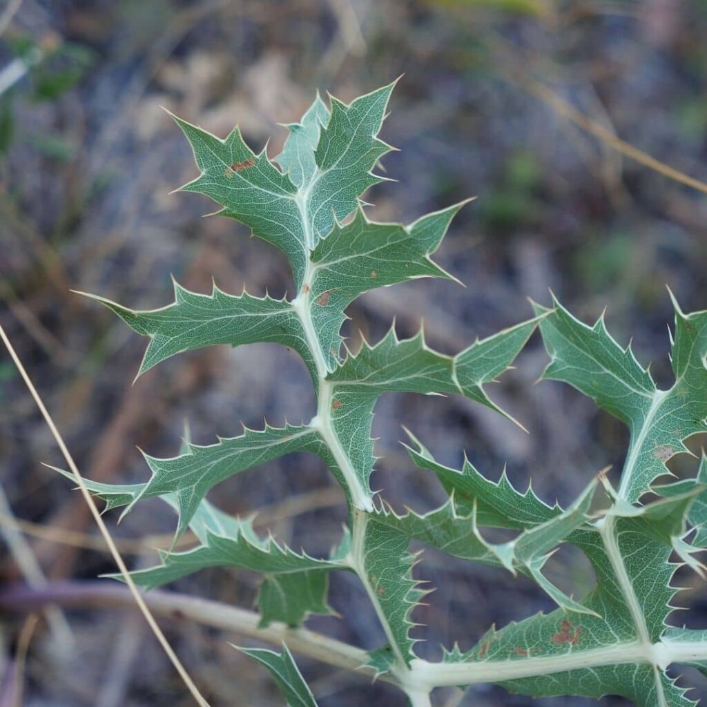 Panicaut Champêtre feuilles aux bords épineux