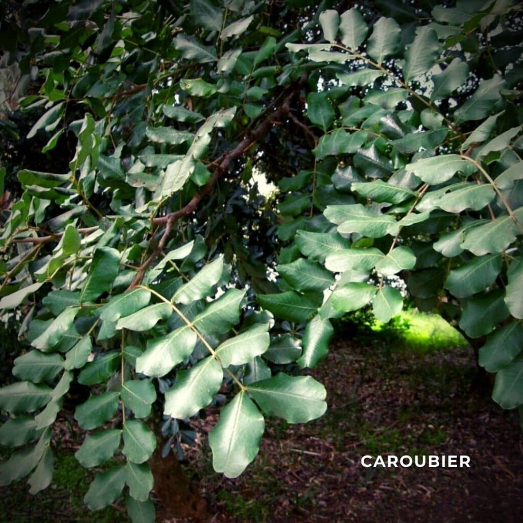caroubier une plante différente du Pistachier Térébinthe