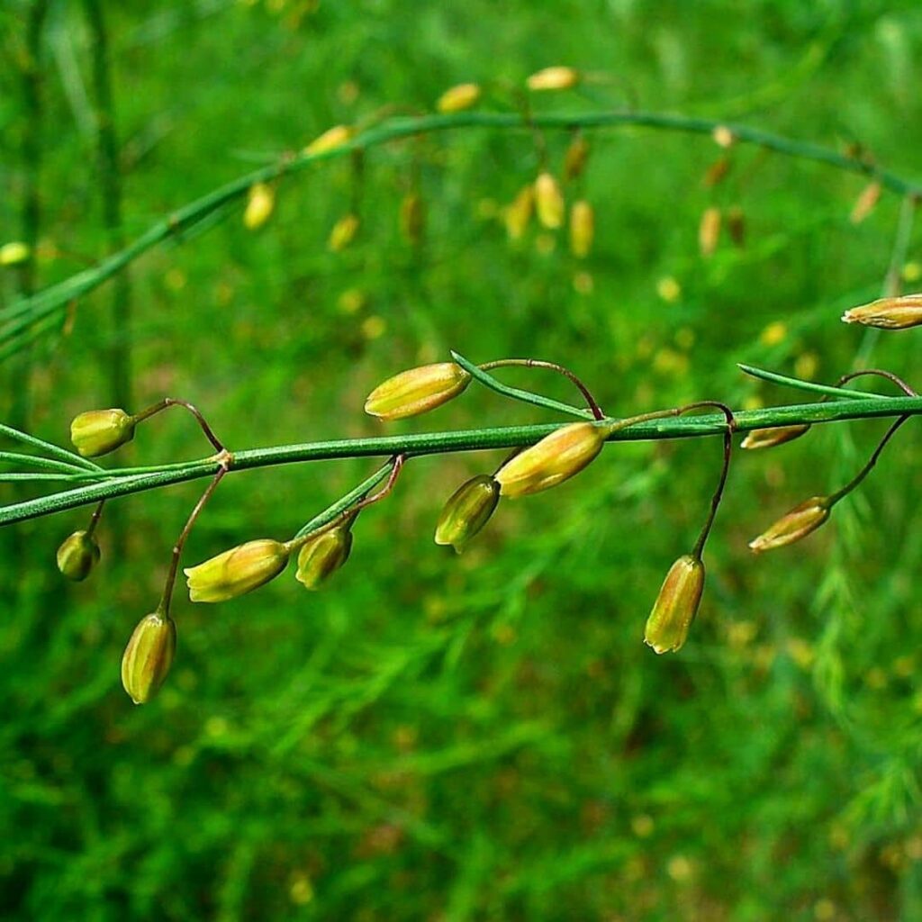 Fleurs d'Asperge Cultivée Asparagus officinalis une des Asperges Sauvages qu'on peut croiser dans la Nature
