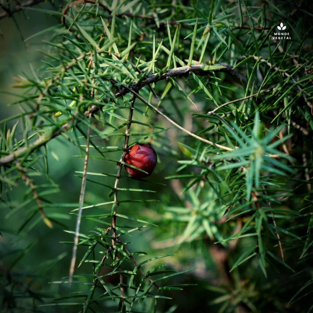 Genévrier Cade Juniperus oxycedrus une des espèces de Genévriers les plus communes en France cône