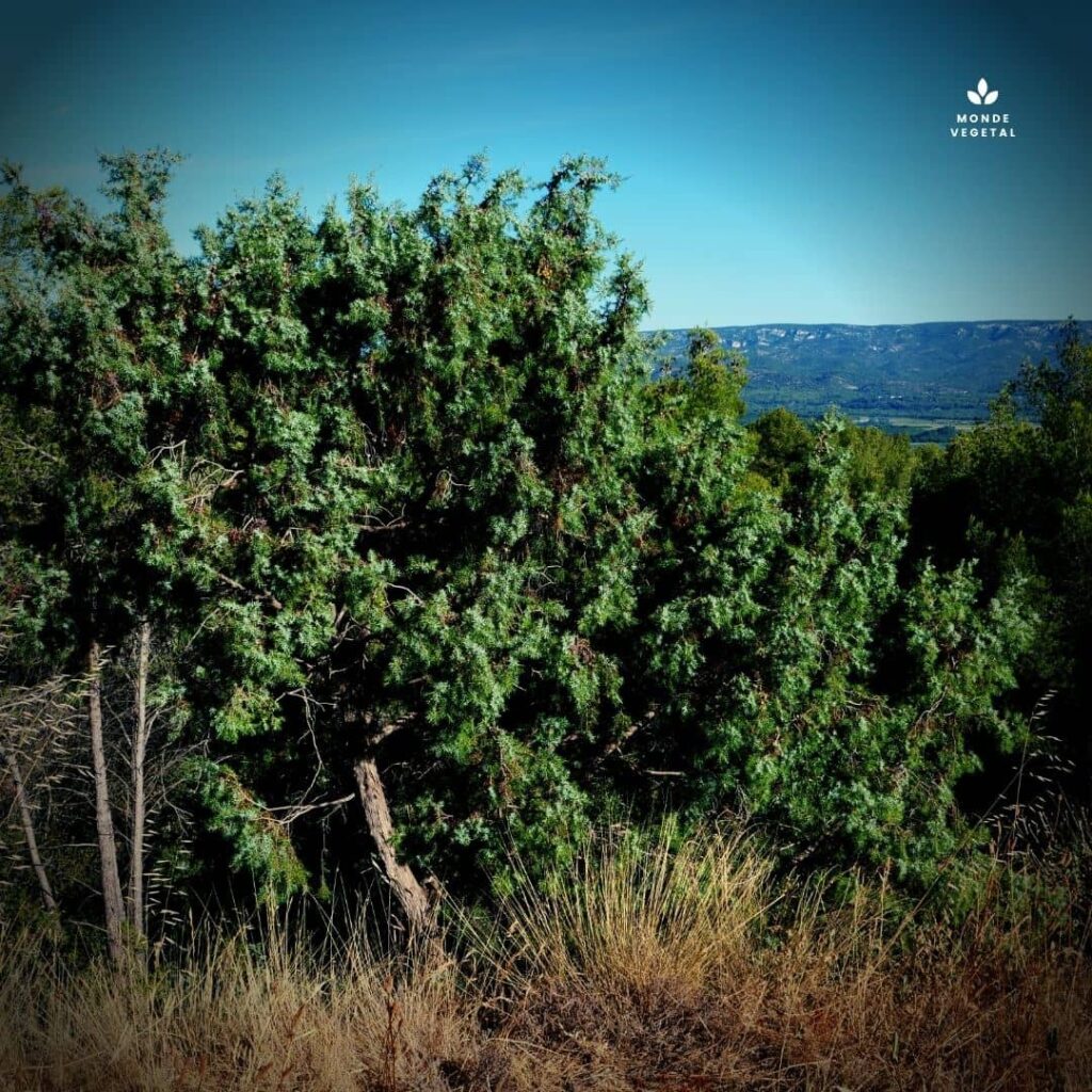 Genévrier Cade Juniperus oxycedrus une des espèces de Genévriers les plus communes en France vue générale