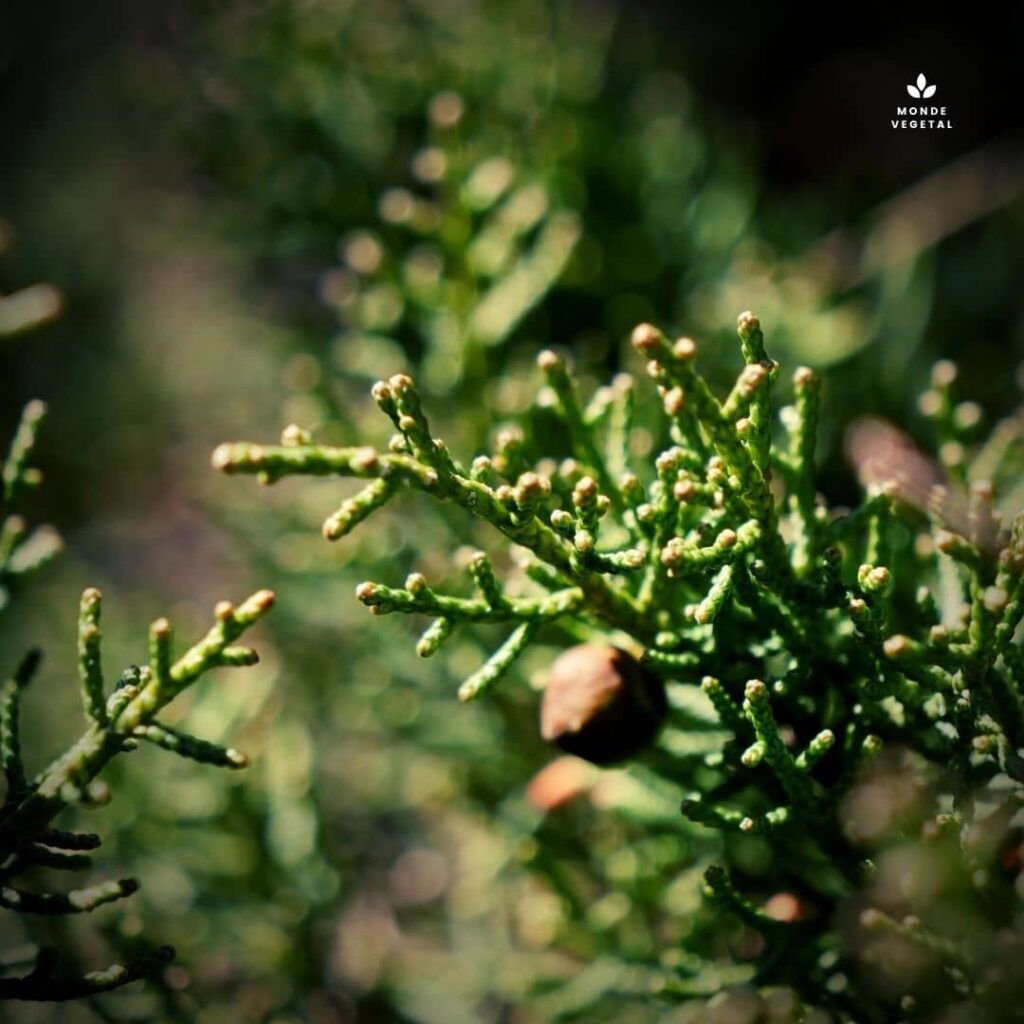 Genévrier de Phénicie Juniperus phoenicea un des Genévriers les plus communs de France détails des feuilles en forme d'écailles