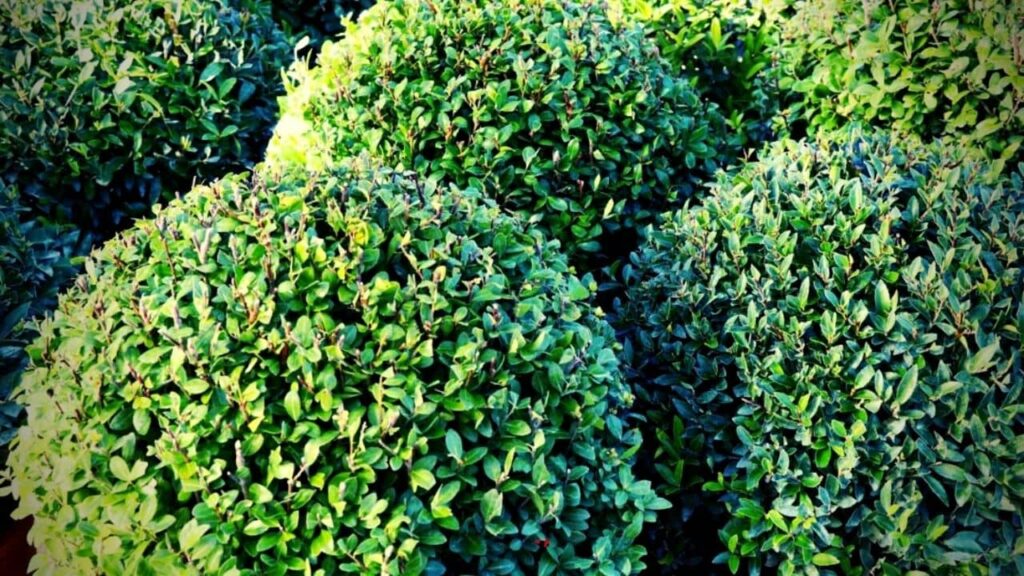 HOUX DU JAPON - ILEX CRENATA arbuste qui ressemble au buis
