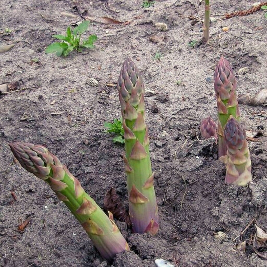 Jeunes pousses (turions) d'Asperge Cultivée Asparagus officinalis une des Asperges Sauvages qu'on peut croiser dans la Nature