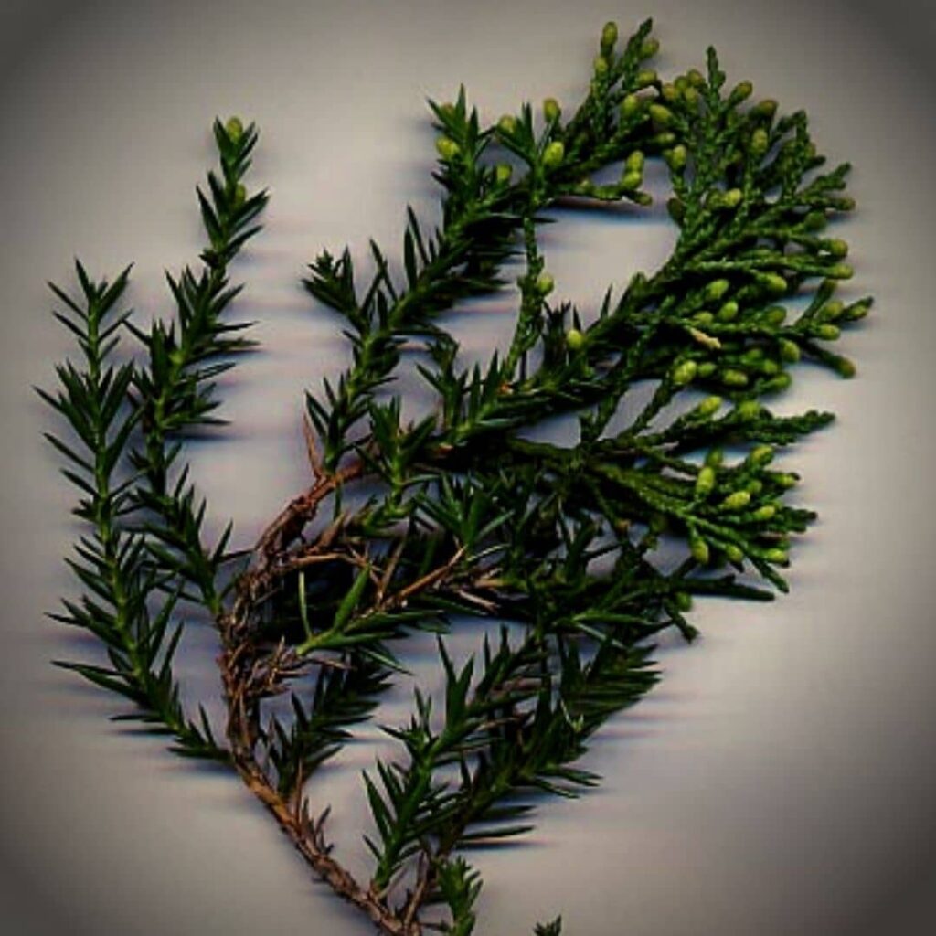 Juniperus chinensis Genévrier de Chine rameaux avec écailles et aiguilles