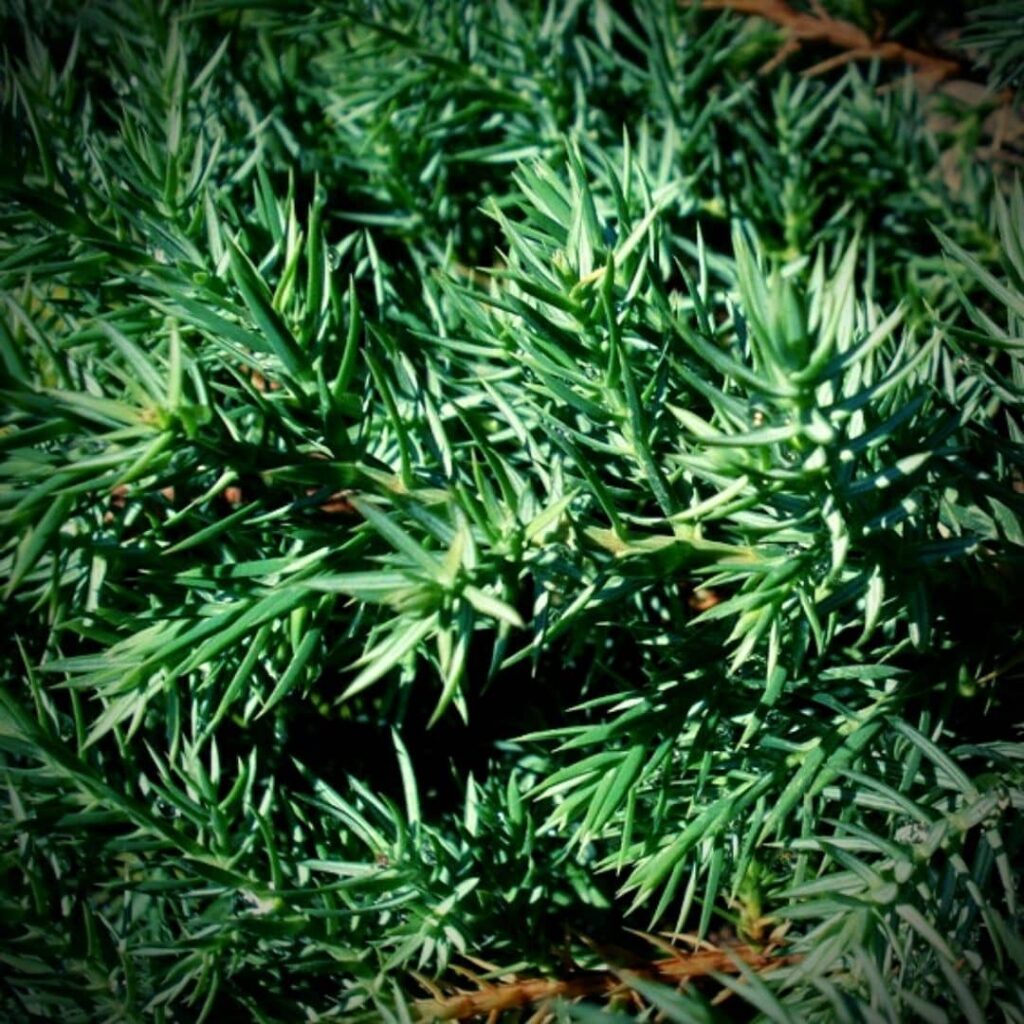 Juniperus chinensis Genévrier de Chine rameaux avec écailles et aiguilles (2)