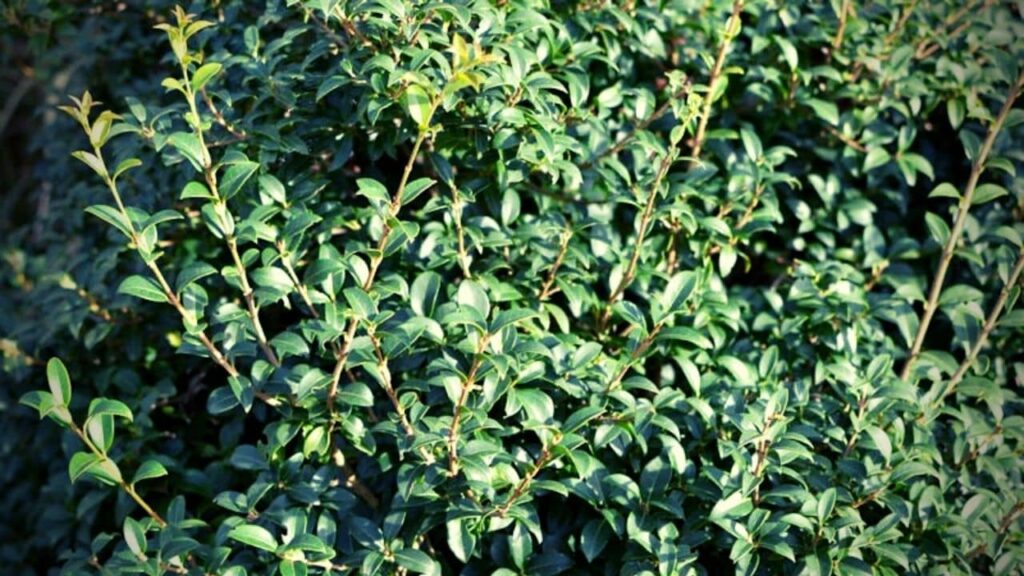 L'Osmanthe de Burkwood (Osmanthus x burkwoodi) qui remplace buxus sempervirens