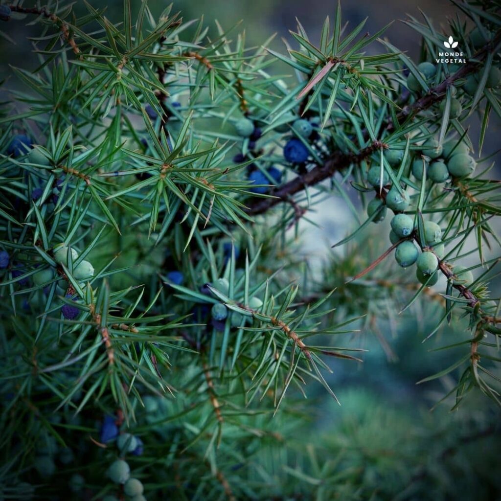 feuilles du Juniperus communis Genévrier Commun un des Genévriers les plus communs dans la monde