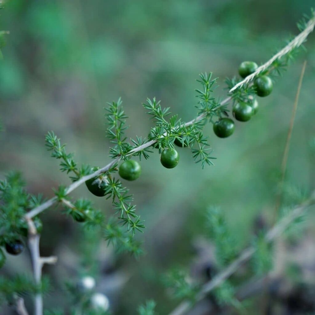 fruits d'Asperge à feuilles piquantes Asparagus acutifolius