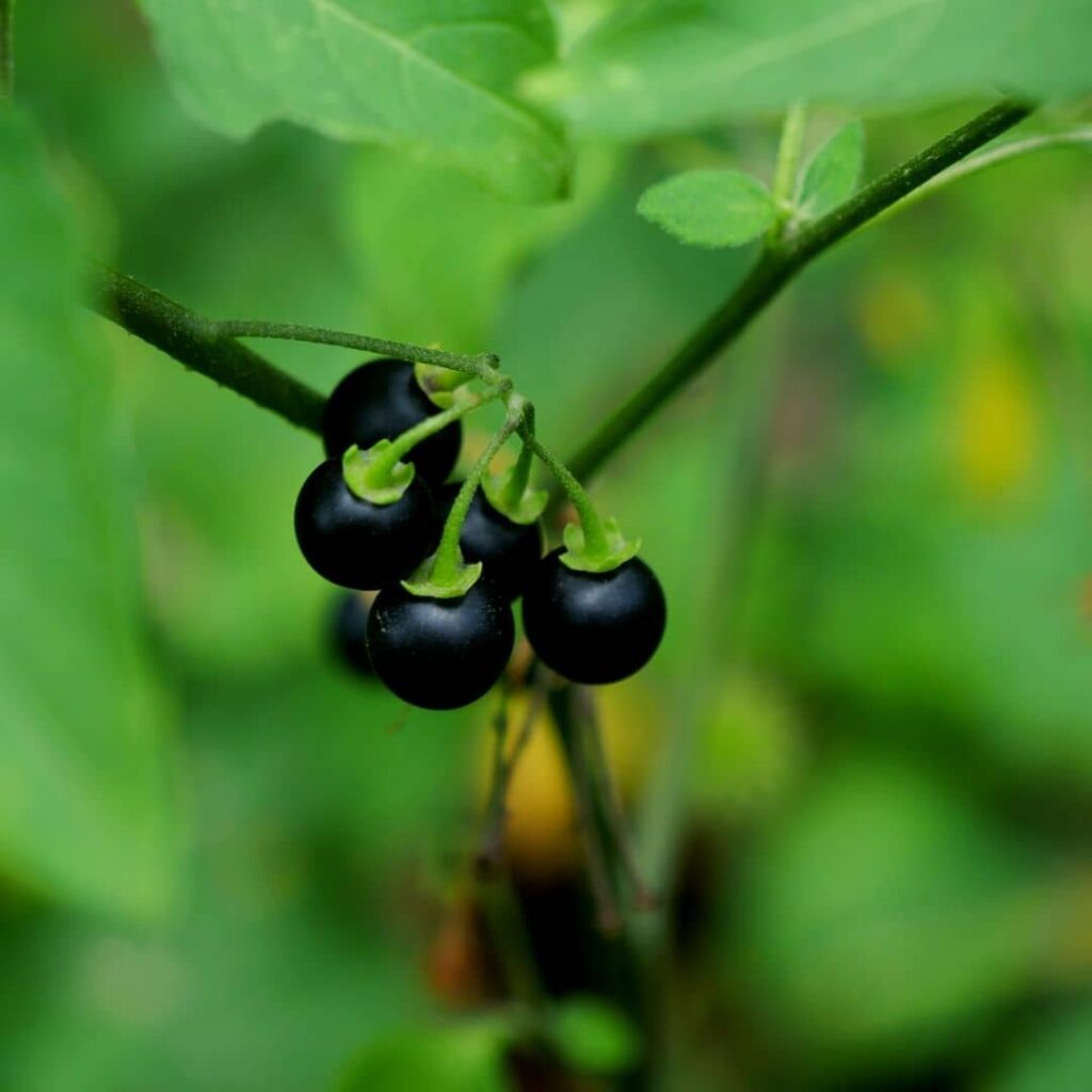 fruits mûrs de Morelle noire