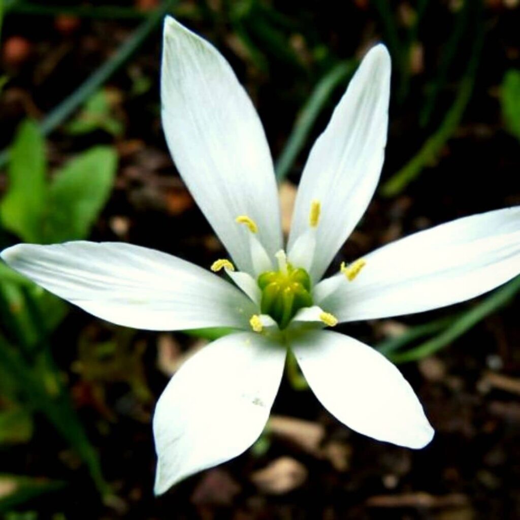 grande fleur blanche d'Ornithogalum umbellatum Asperge des bois