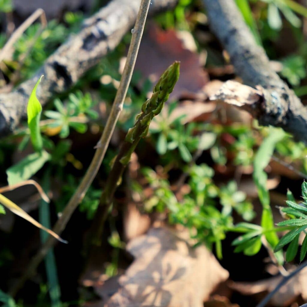 turion d'Asperge à feuilles piquantes une des différentes espèces d'Asperges sauvages