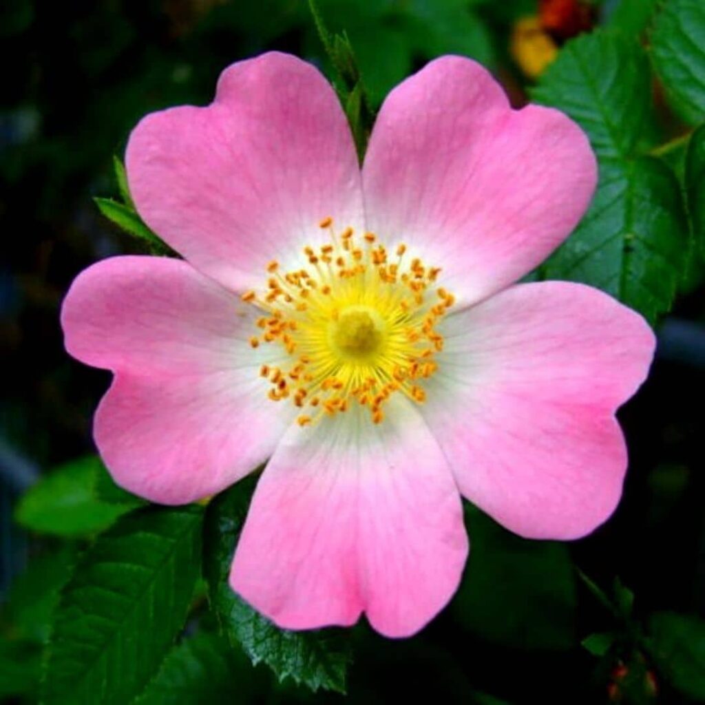 Fleur Rosa canina