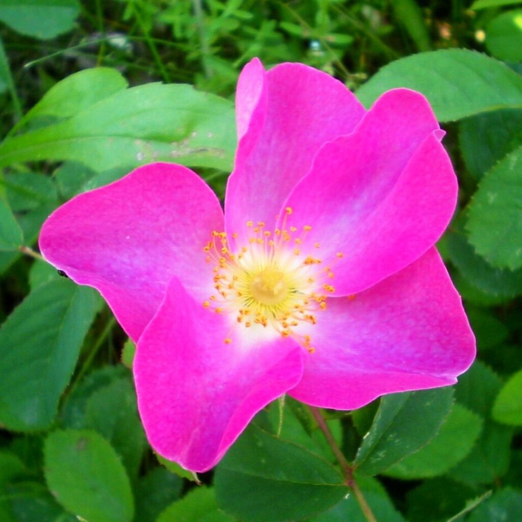 Rosa gallica Rosier de France une des différentes espèces de Rosiers de France