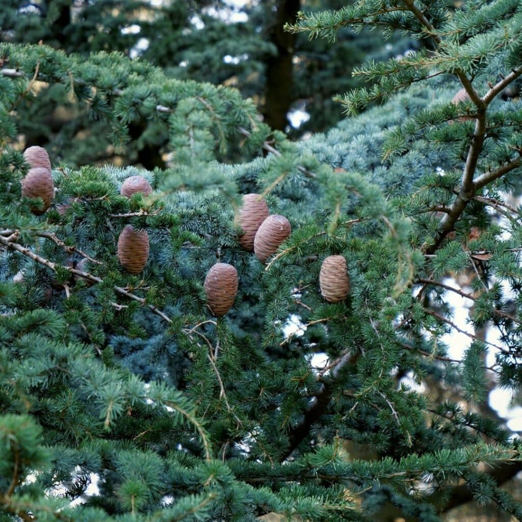 pommes de pin du Cèdre de l'Atlas un des plus beaux conifères de France
