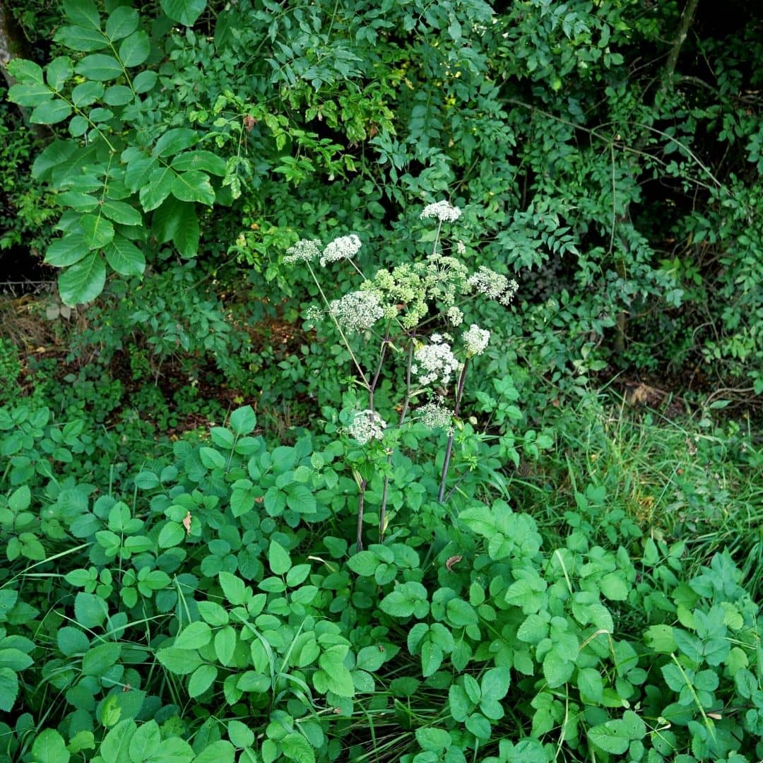 Comment ReconnaÎtre L AngÉlique Des Bois En Images