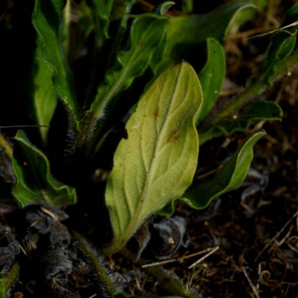 Echium plantagineum feuille