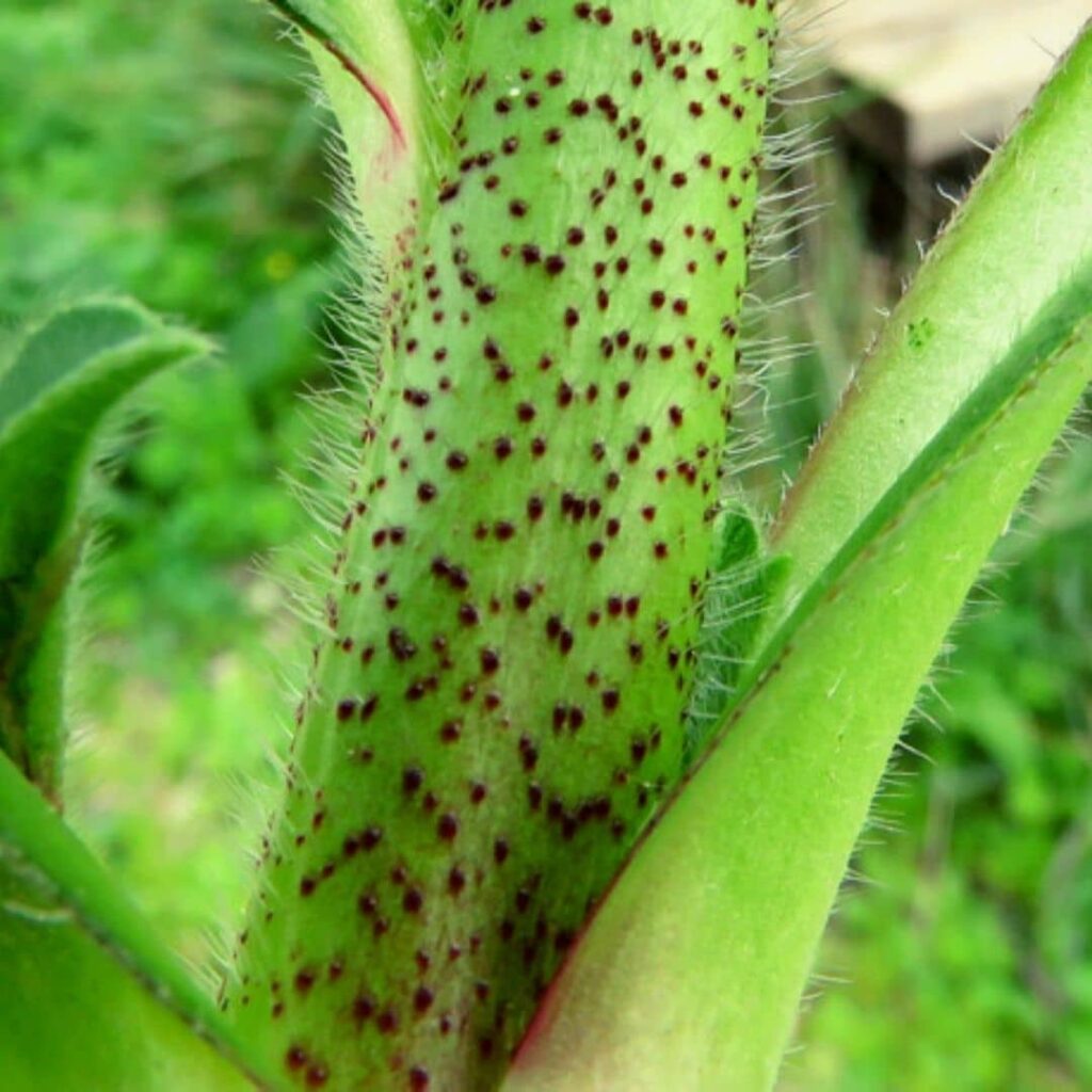 Echium plantagineum tige
