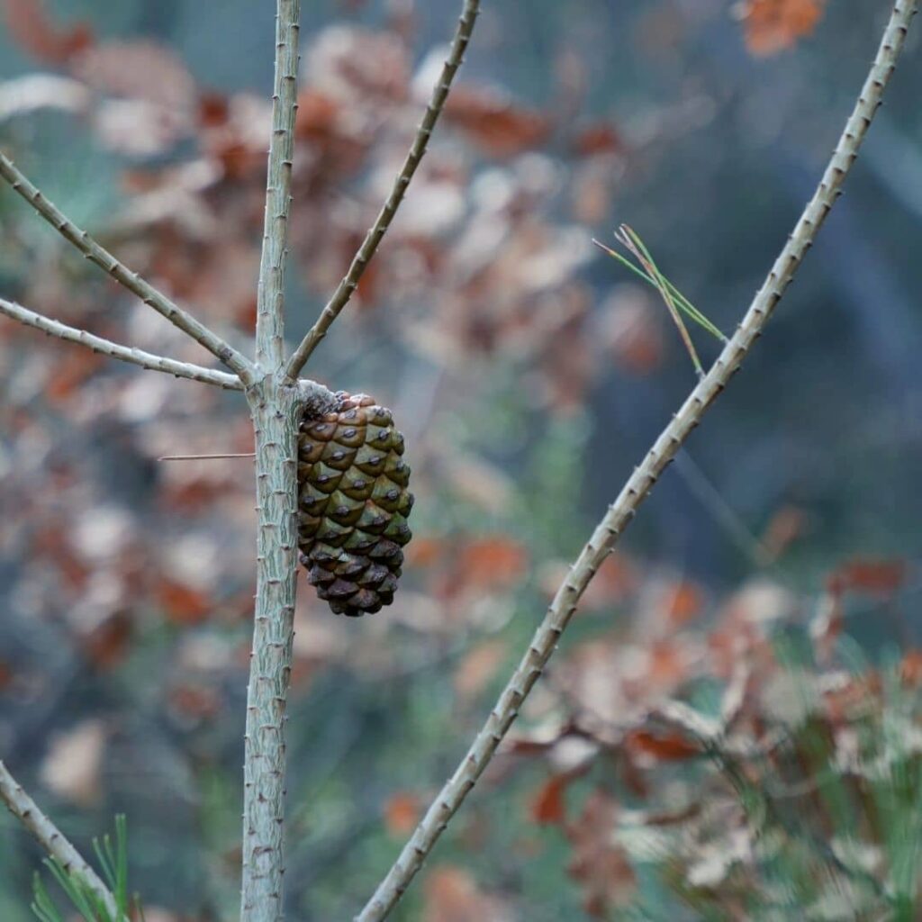 Pomme de Pin du Pin d'Alep Pinus halepensis fruits cônes femelle