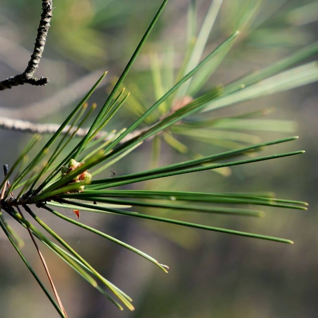aiguilles du Pin d'Alep Pinus halepensis
