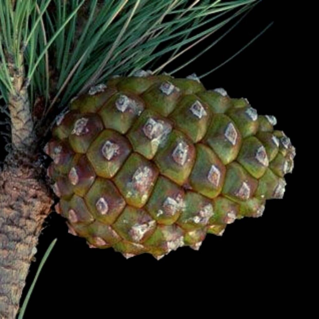 cône femelle pinus pinea