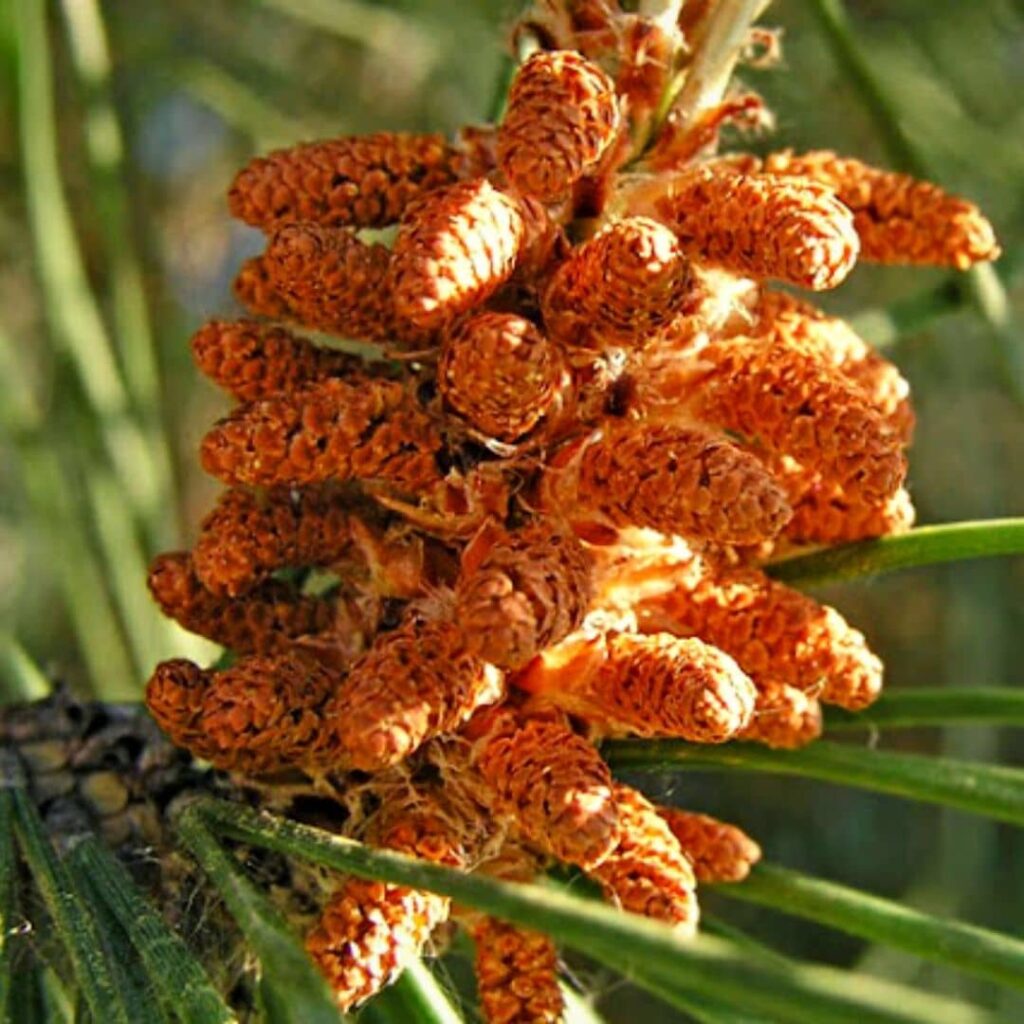 pinus pinea fleurs mâles