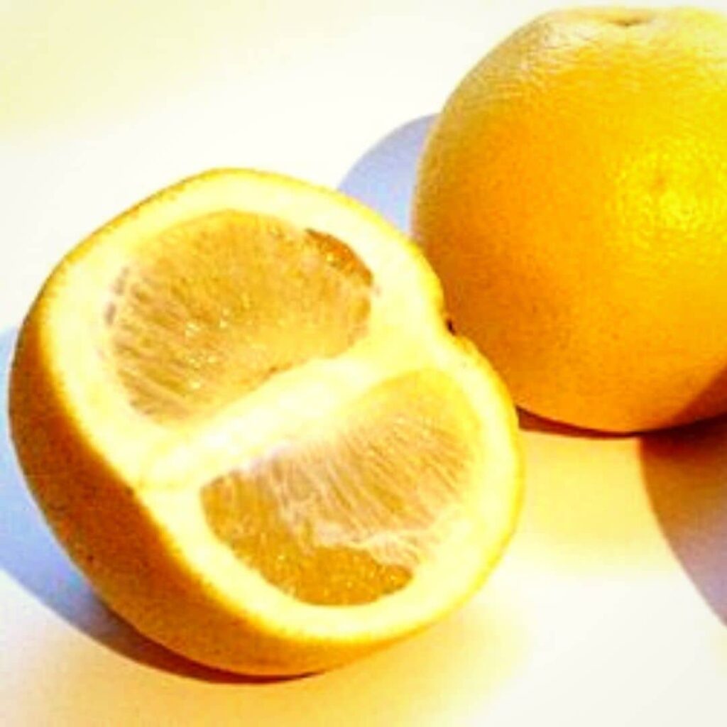 Bigaradier (Citrus aurantium) un des différents agrumes