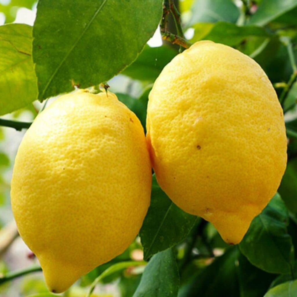 Citrons sur un Citronnier