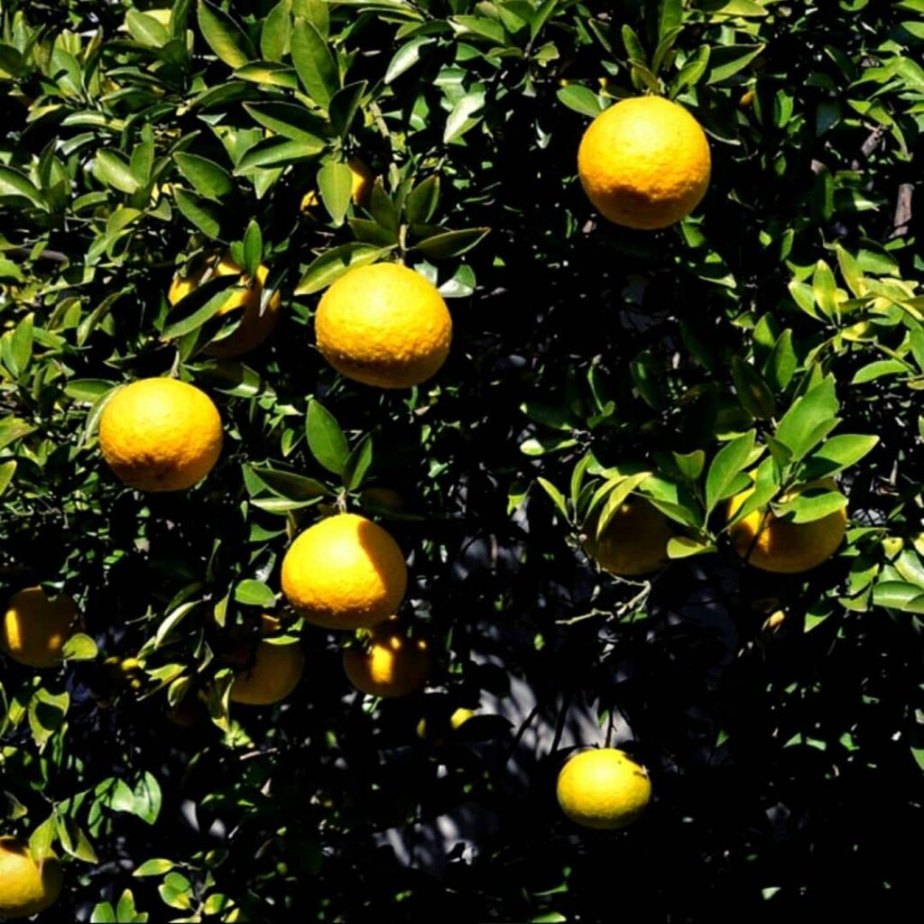 Citrus ichangensis un des différents agrumes