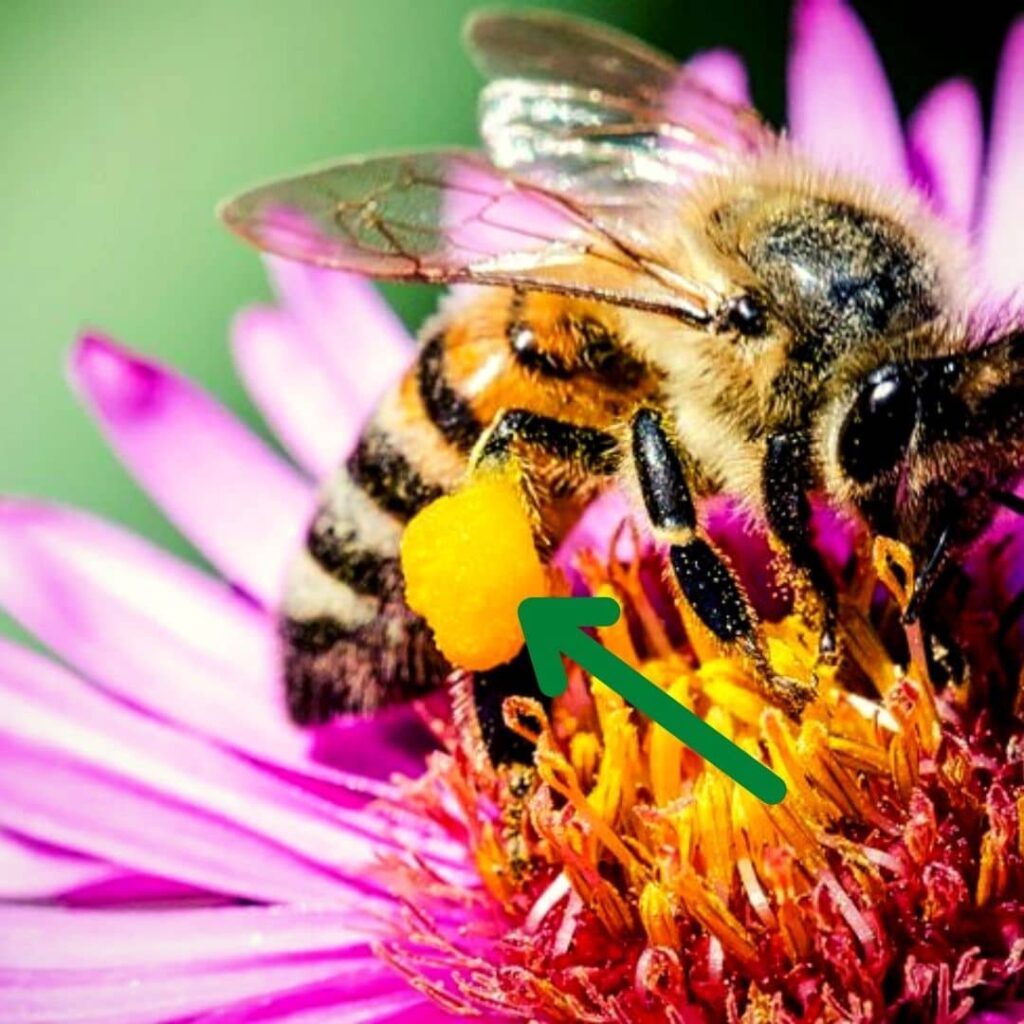 Corbeille à pollen des abeilles