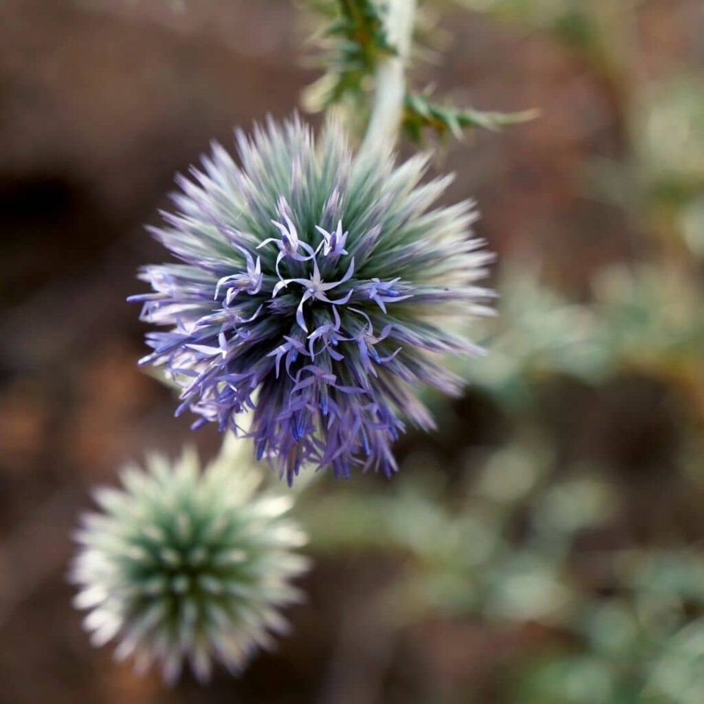 Echinops ritro en fleurs Oursin Bleu ou Oursin à têtes rondes