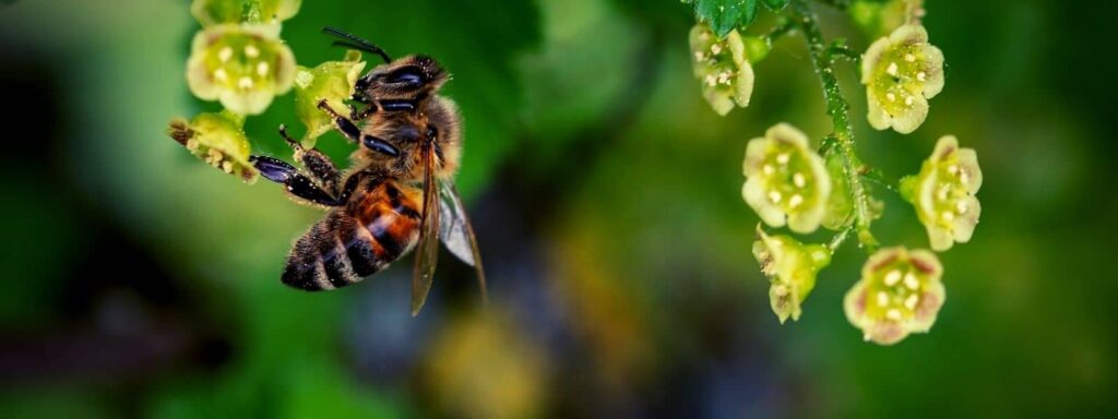 Flore Mellifère Espèces Représentatives importance des abeilles