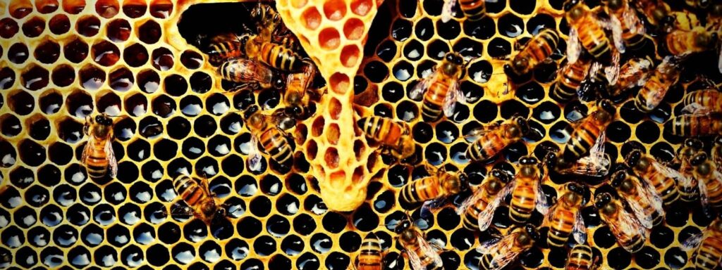 Flore Mellifère Espèces Représentatives ruche colonie d'abeilles