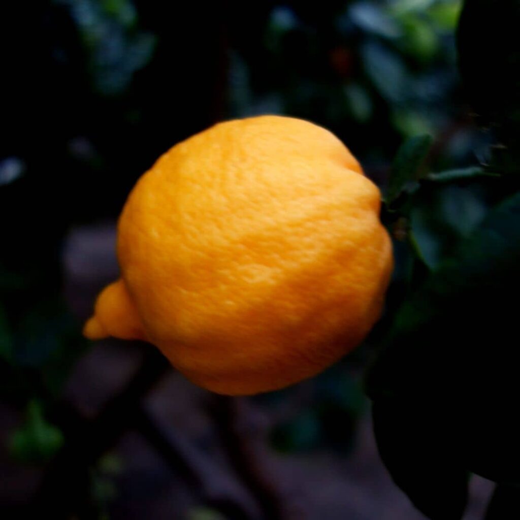 Lime Douce de Tunisie