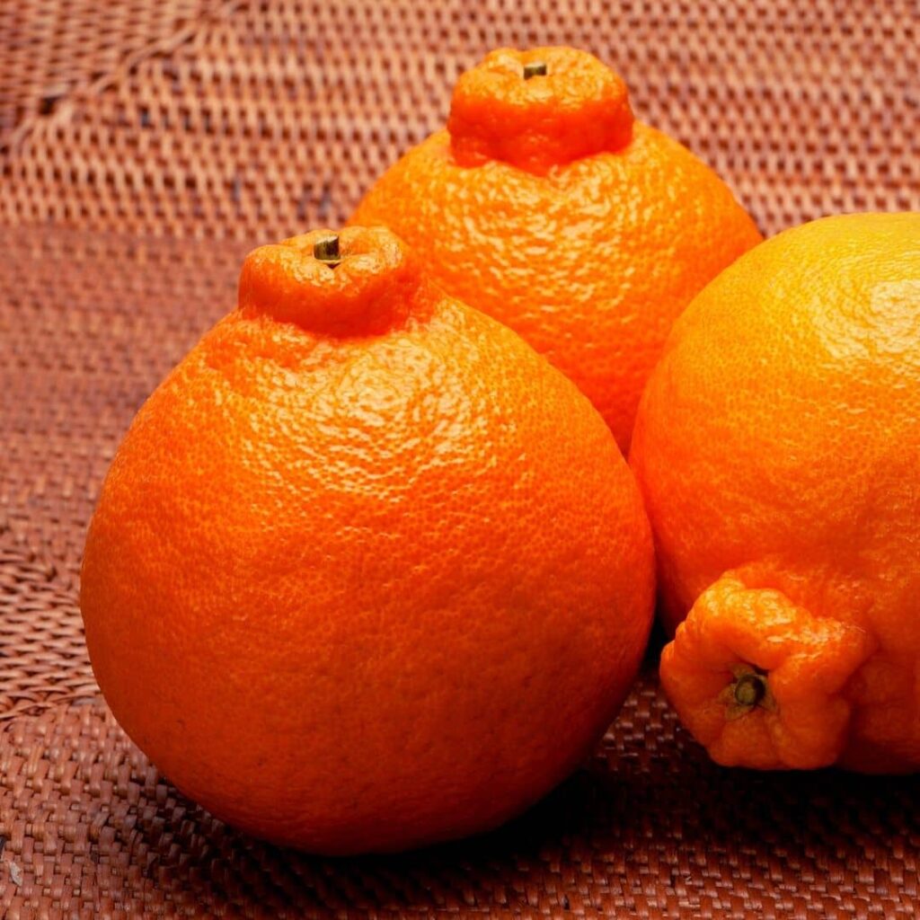 Shiranui ou Dekopon un agrume japonais du genre Citrus