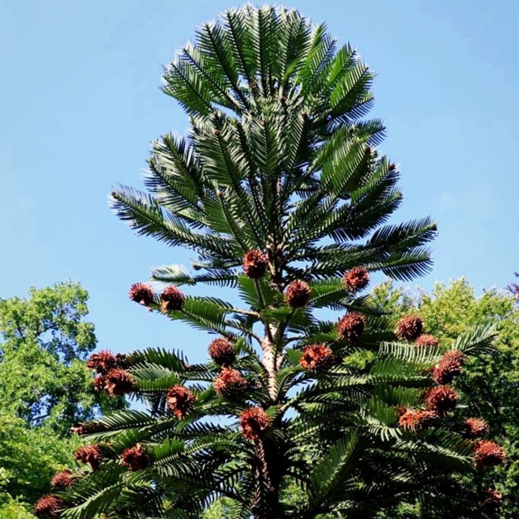Wollemia nobilis fausse espèce de pin