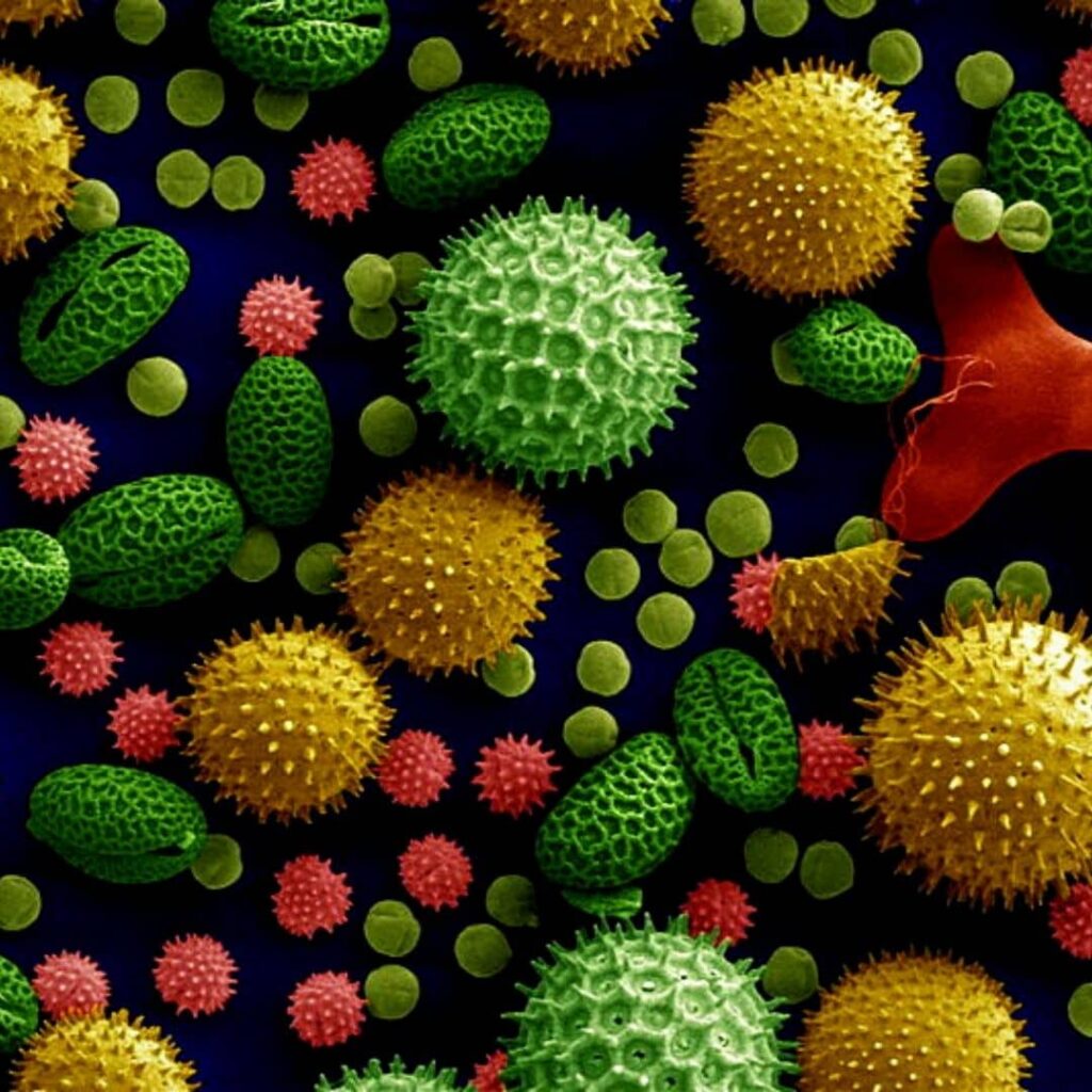 différents grains de pollen