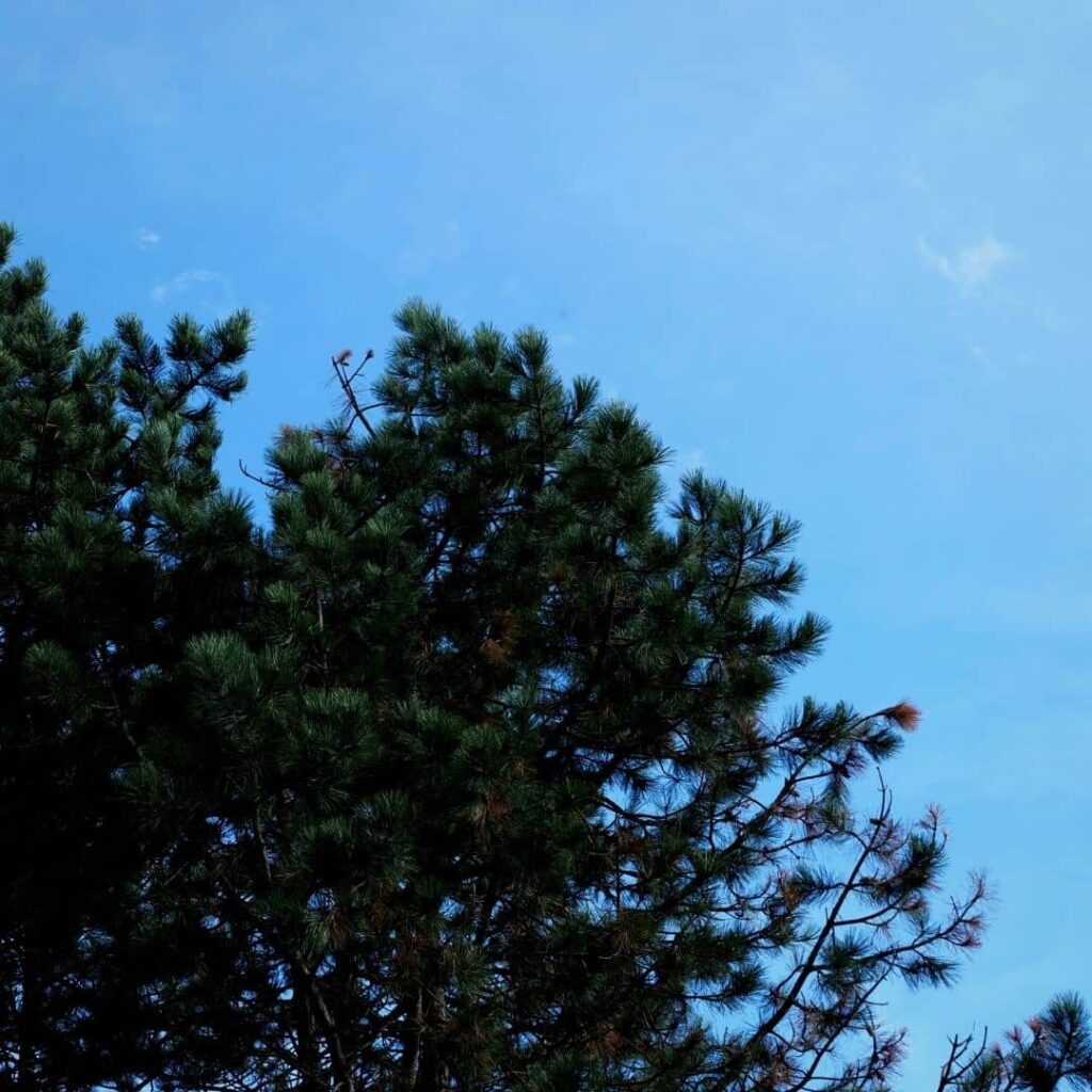 feuillage du Pin Noir, une des espèces de Pins les plus communes d'Europe