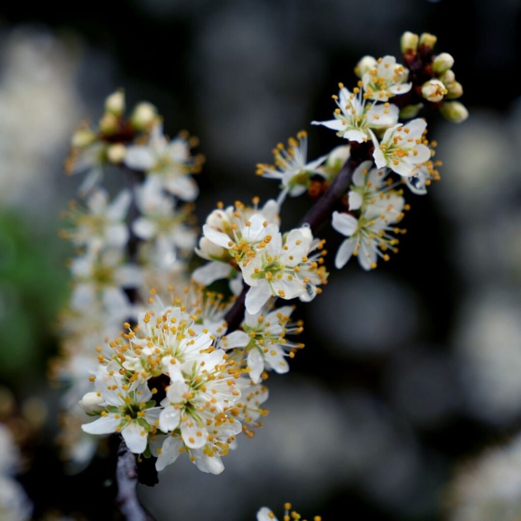floraison du prunellier FLORE MELLIFÈRE ESPÈCES REPRÉSENTATIVES