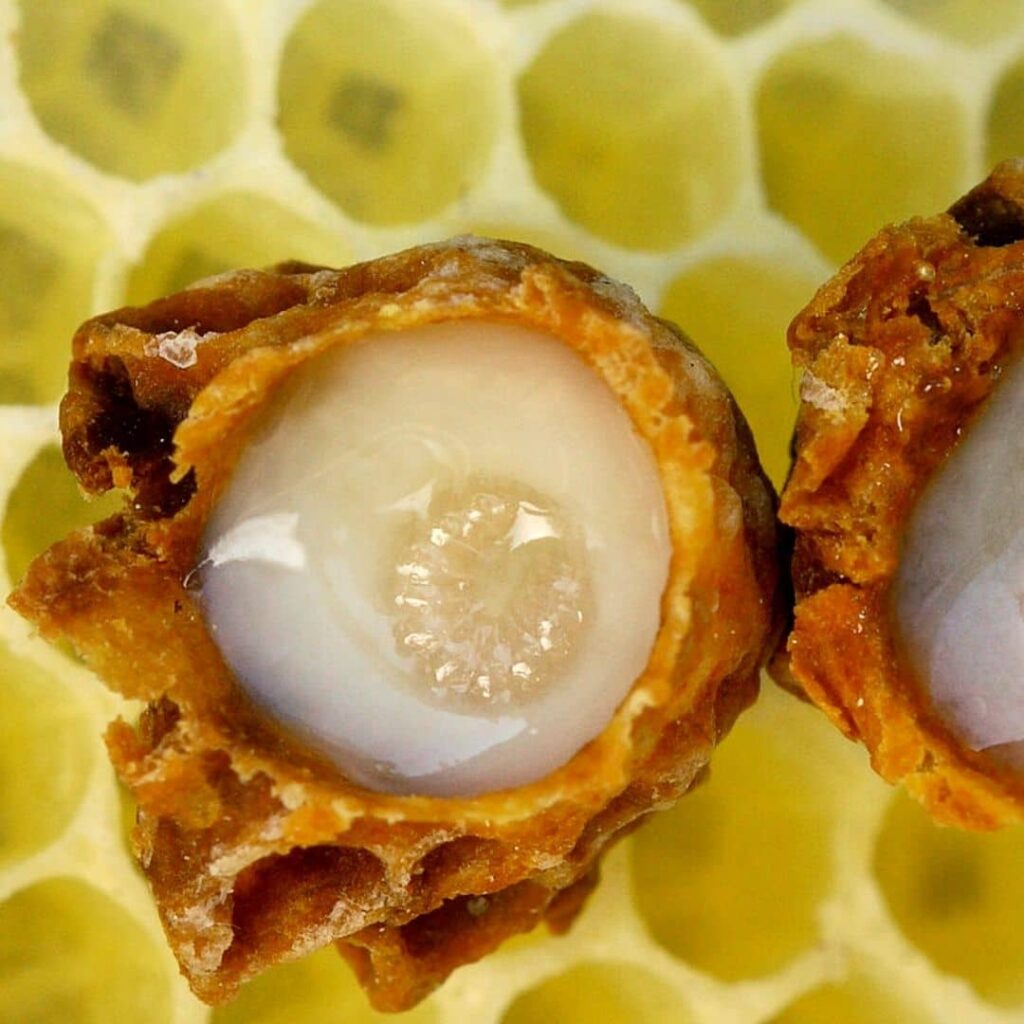 gelée royale dans une ruche d'abeille