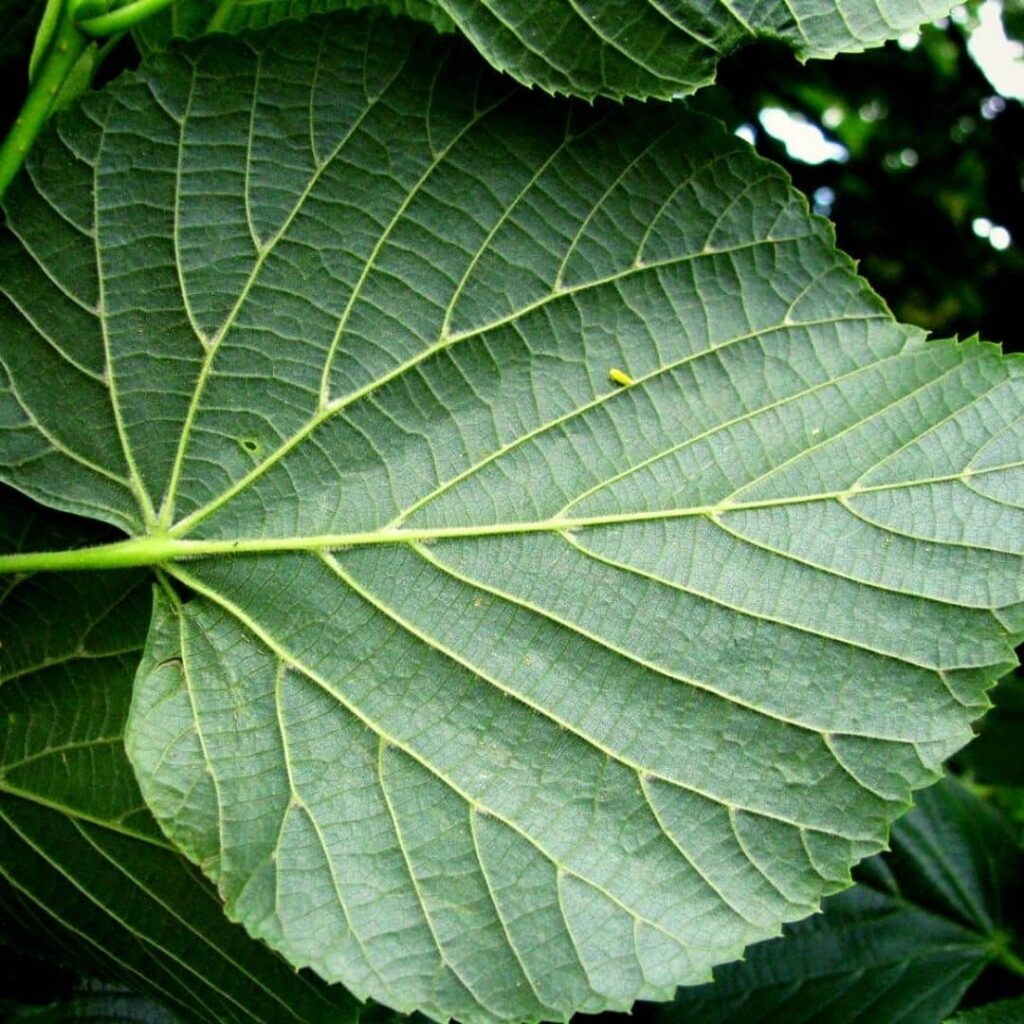 tilia platyphyllos dessous des feuilles