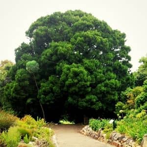 Afrocarpus un des genres de la famille des Podocarpacées