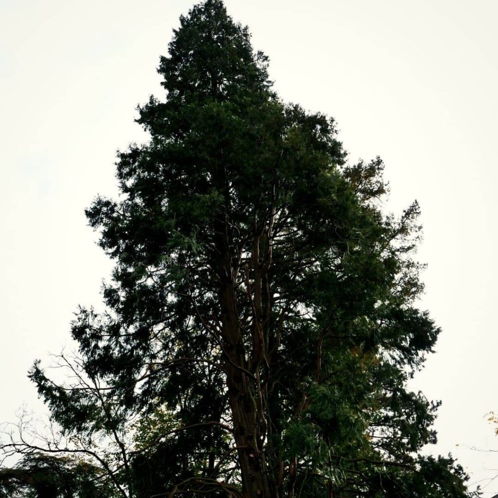 Calocèdre decurrens, une des fausses espèces de Séquoias
