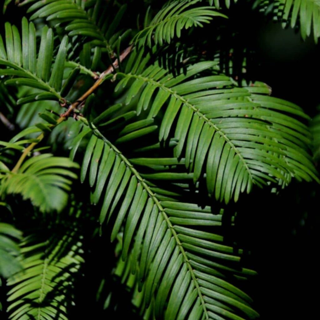 Feuillage de Metasequoia glyptostroboides une des fausses espèces de séquoias