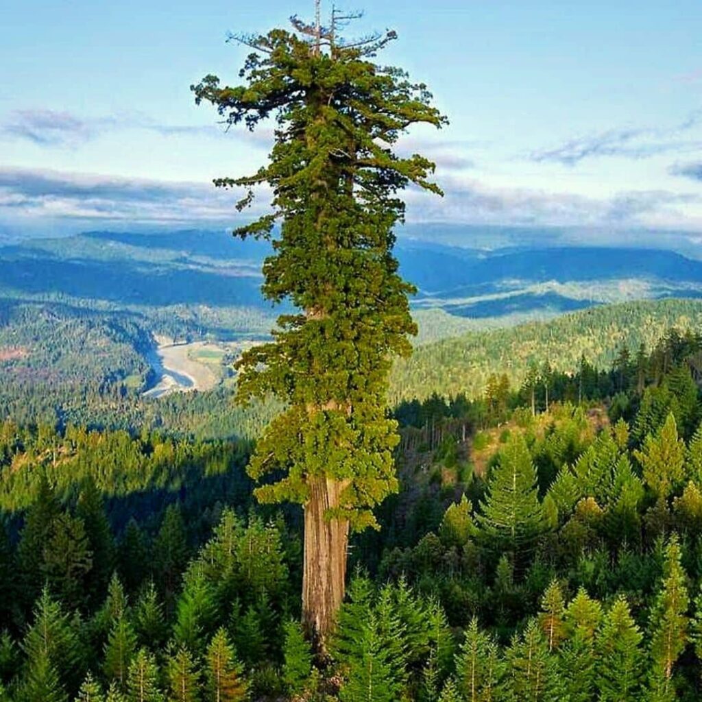 Hypérion plus grand arbre du monde Cupressacées