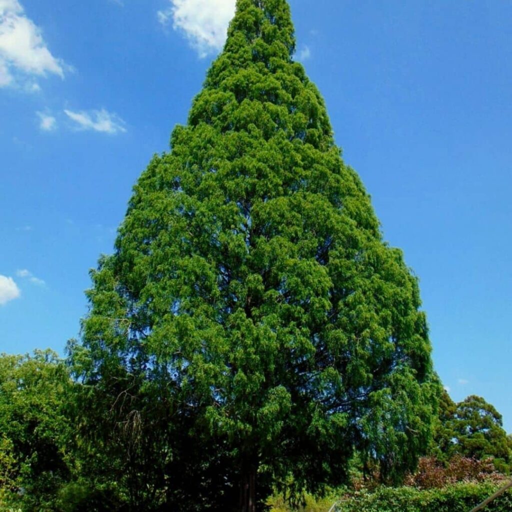Metasequoia glyptostroboides une des fausses espèces de séquoias