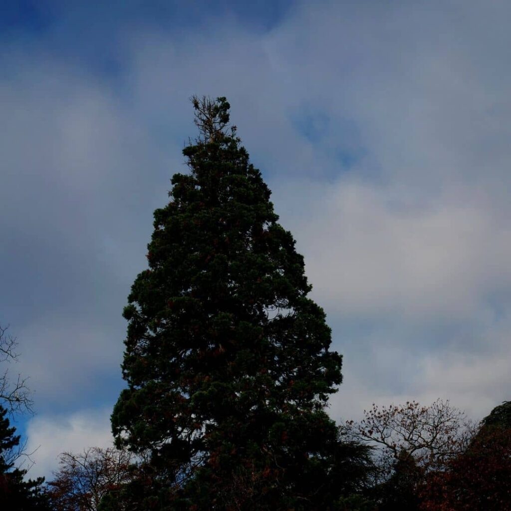 Sequoiadendron giganteum Séquoia Géant Cupressacées